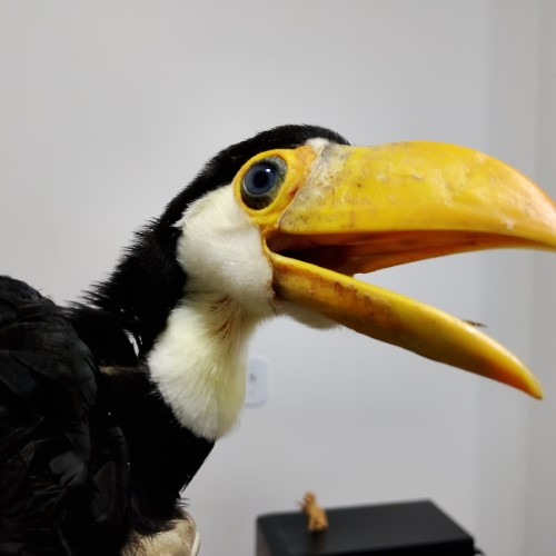 BM: Guarda Ambiental resgata filhote de tucano no bairro Getúlio Vargas